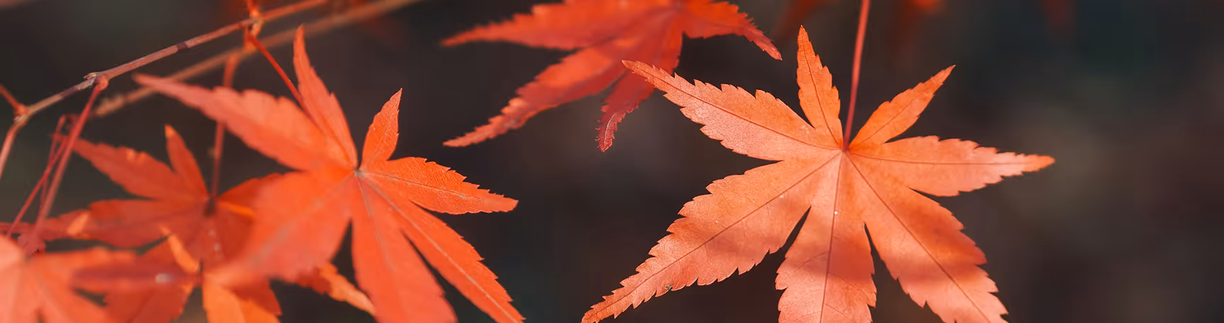 maple leafs